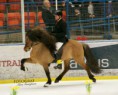 Tölt on Ice 2015
